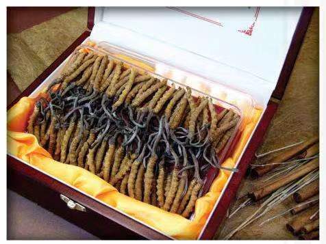 双湖冬虫夏草回收